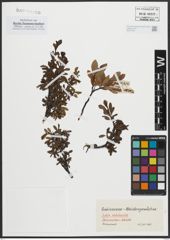 Foto von Salix arbuscula L.